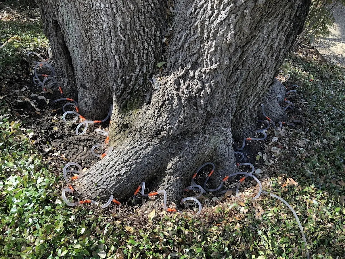 Detailed Tree Cabling and Bracing job site in Welling