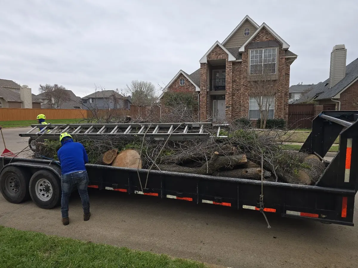 Expert Tree Removal with proper safety equipment in Welling